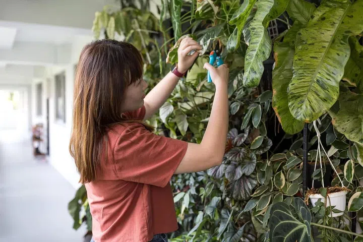 Daisy spends over an hour each day watering these plants, allocates one day a week for fertilizing them, and regularly trims the branches and leaves. (Information provided by Daisy)