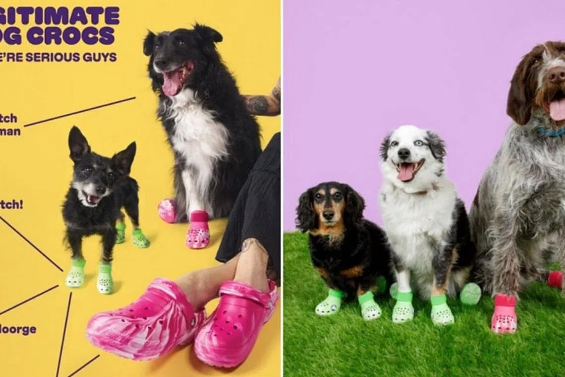 Limited edition clogs for your fashionable dogs Her World Singapore