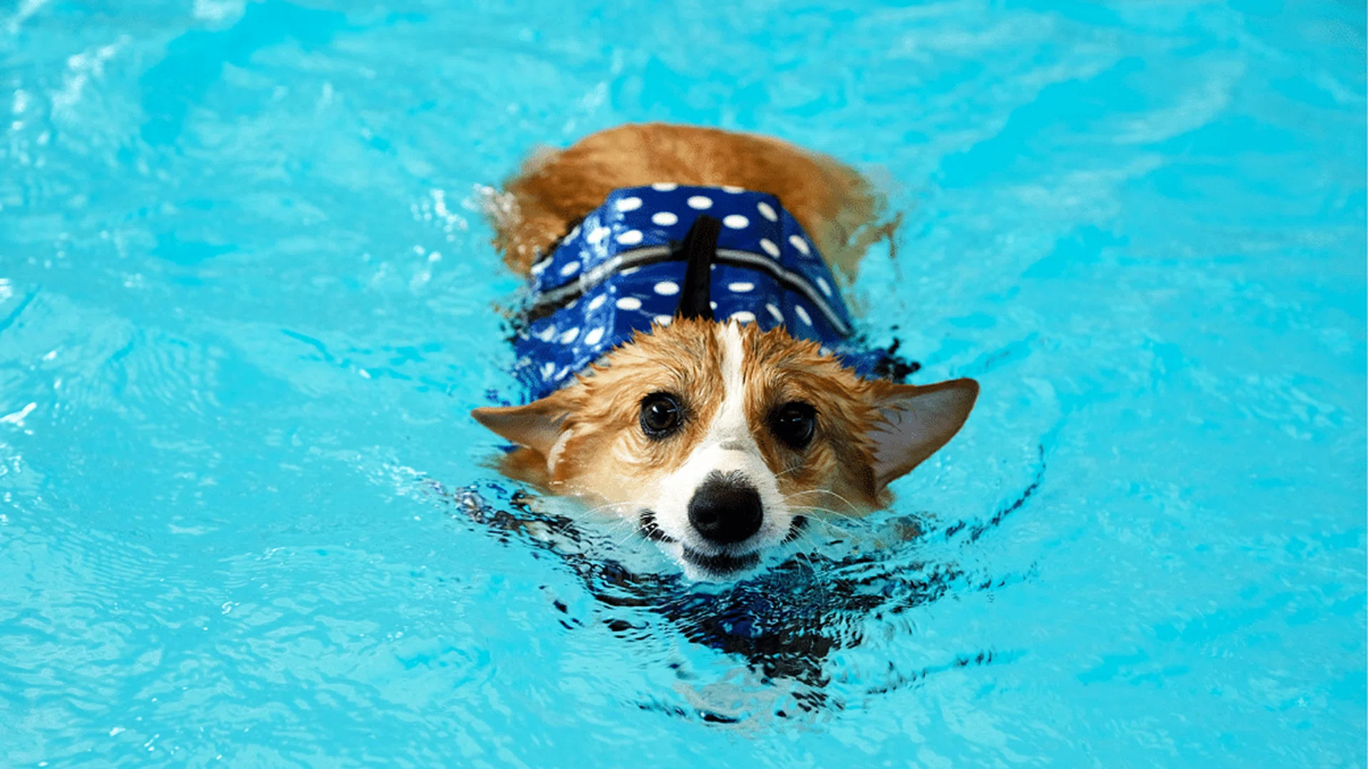 Dog Swimming Pools
