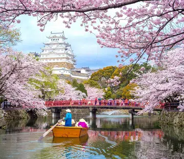 japan cherry blossoms