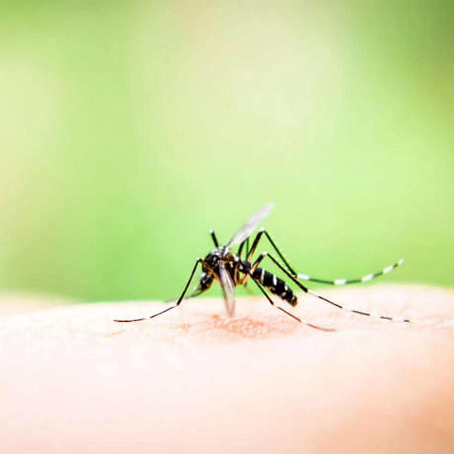 dengue_1