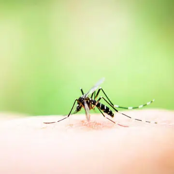 dengue_1