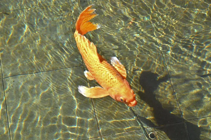 the Koi fish. In pood, symbol of good luck in asia