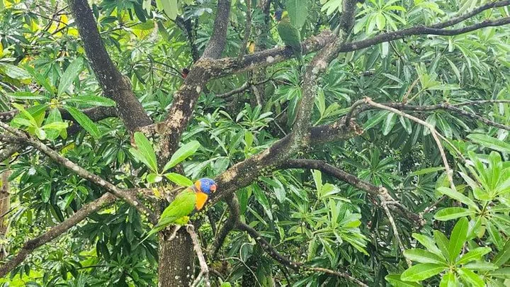 At Lory Loft, try spotting the Iris lorikeet, Dusky Lory and Purple-Bellied Lory as they fly around the hundreds of flowers feeding on nectar and pollen. My family has fond memories of the old Lory Loft and the kids loved feeding the birds – sessions are at 11am and 3.30pm daily – with nectar cups and letting them perch on our arms, shoulders and even heads.
