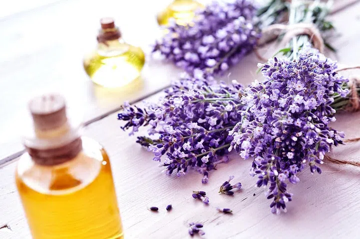 Fresh aromatic purple lavender flowers with bottles of essential oil or extracts in a spa, alternate medicine, perfumery and wellness concept on white wood