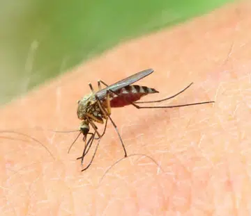 dengue_1