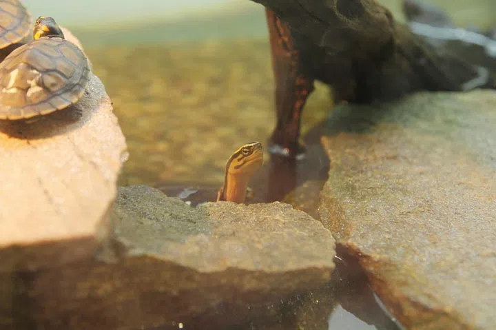 Credit: Mandai Wildlife Group  