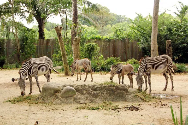 Credit: Mandai Wildlife Group  