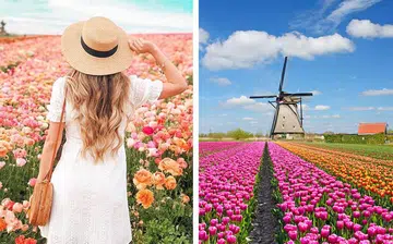 flower_fields_for_wedding_photos