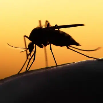 mosquito_tn