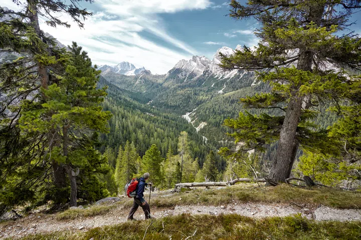 Hiker on path looking at mountain range through trees, Dolomites, Italy
