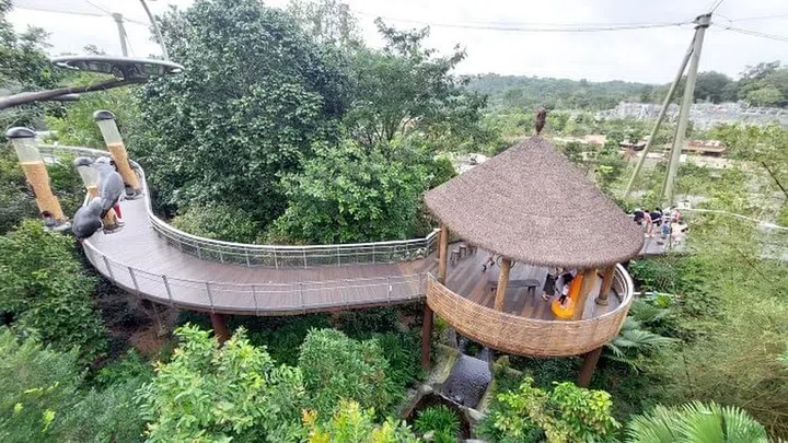 Covering 1.55 hectares, Nyungwe Forest Heart of Africa is the biggest aviary in Bird Paradise and it mimics the forested valleys of continental Africa. It is one of our favourite aviaries due to the criss-crossed suspension bridges, gentle streams and an observation tower that enables you to have a bird’s eye view of the surroundings. Try spotting the bee-eater’s cliff and if you are lucky, you might spot birds diving to catch insects mid-air too. The Starling feeding happens at 9.30am and 2pm daily.