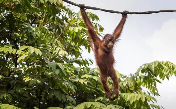 Borneo Malaysia