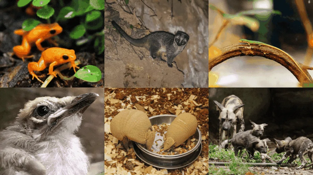 singapore mandai wildlife parks