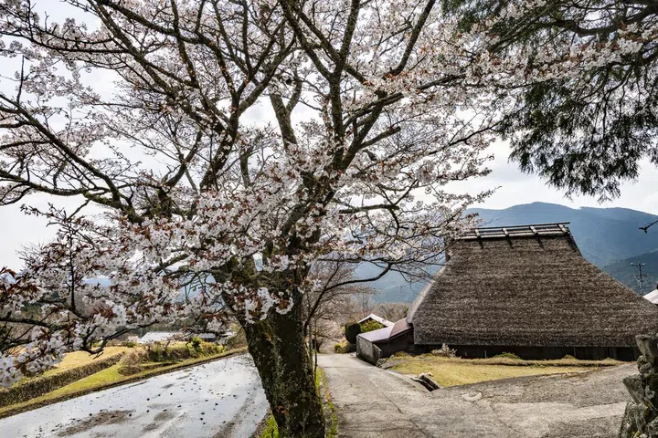 Date: April 7, 2025
location: Mitaki, Tsu, Mie Japan

A thatched roof is made from natural stuff like silver grass, reeds, and straw. It’s surprisingly strong, breathable, and great at keeping things quiet. People say it stays cool in summer and warm in winter, so it’s super comfy to live under. These days, though, thatched roofs are pretty rare because it’s hard to find the materials and skilled workers. The house in the photo is kept up mainly for tourism now.