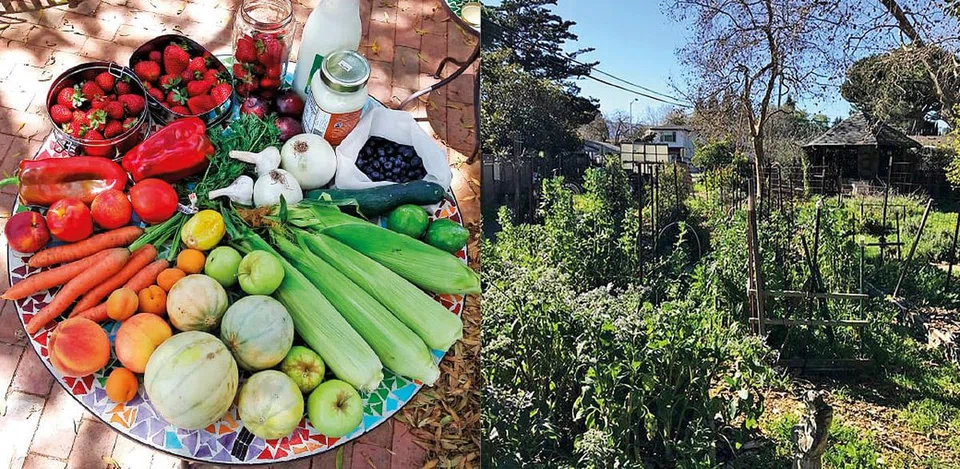 From Left: 
The fresh produce 
grown by the neighbourhood folks; and the community garden where the produce is grown.