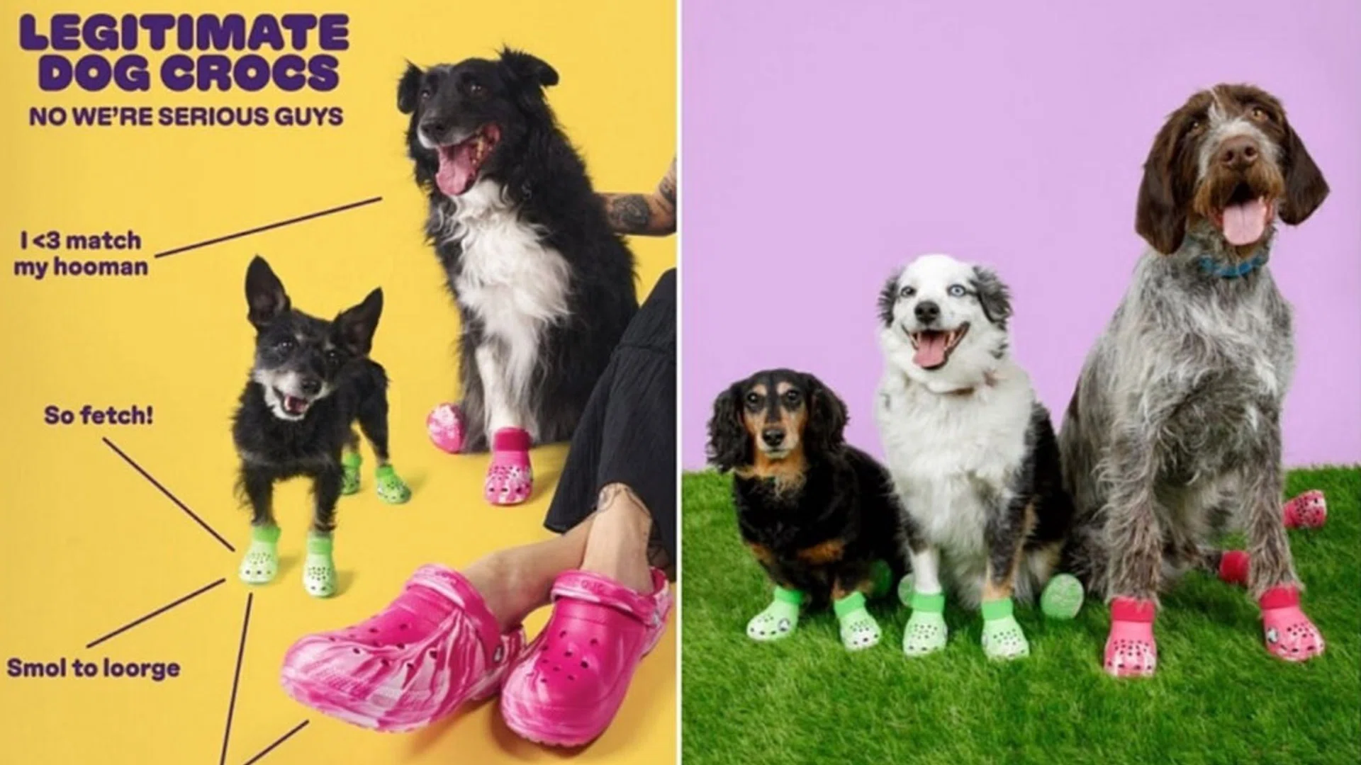 Limited edition clogs for your fashionable dogs Her World Singapore