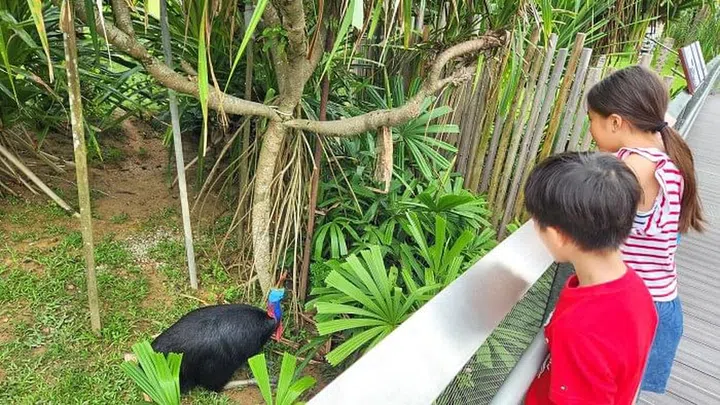 At Mysterious Papua, the kids were ecstatic to feed Southern Cassowaries – feeding is at 1pm daily – for the first time and we also came face to face with a Sclater’s Crowned Pigeon perched on the railing.