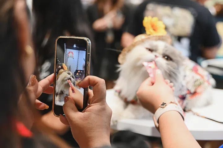 The Asia Cat Expo 2024 line-up  included competitions, welfare talks and workshops.