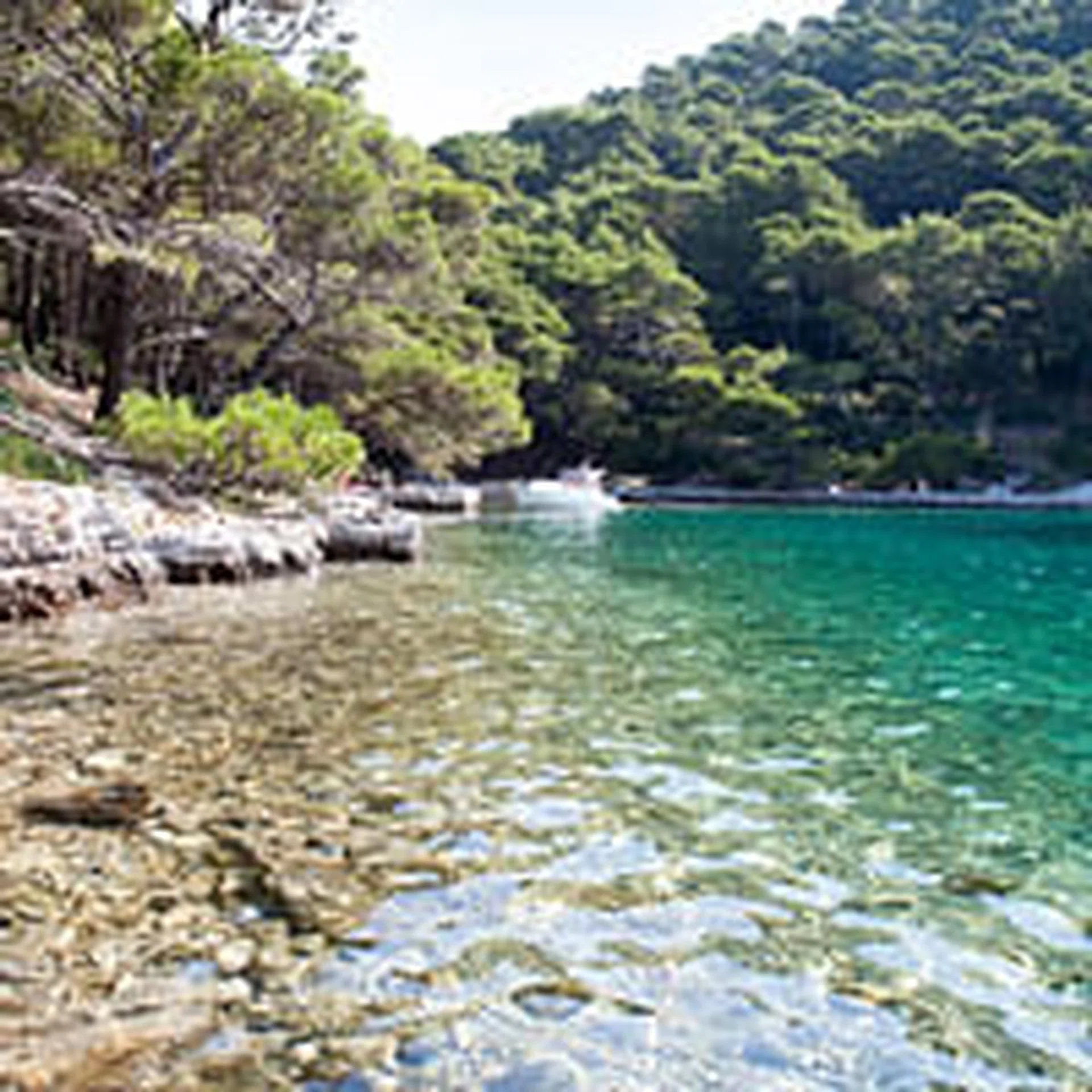 mljet T