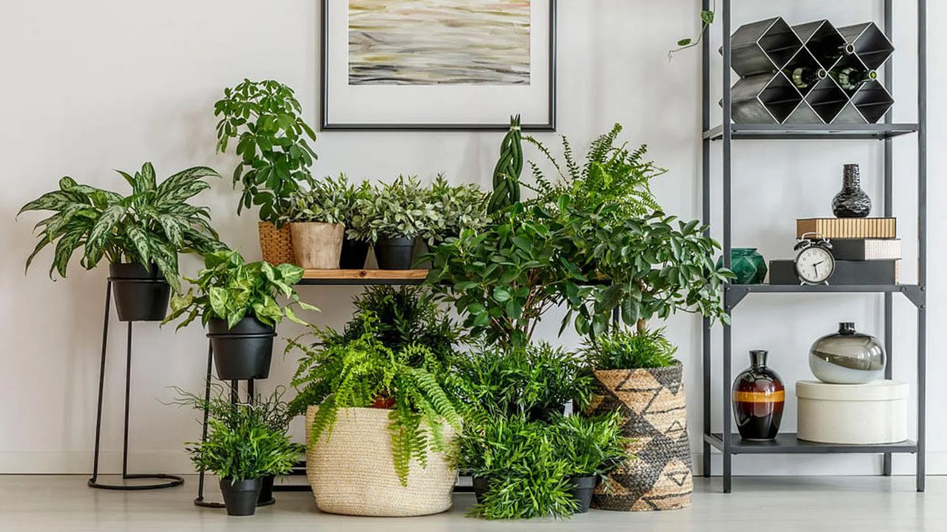 Air-purifying plants for cleaner air at home
