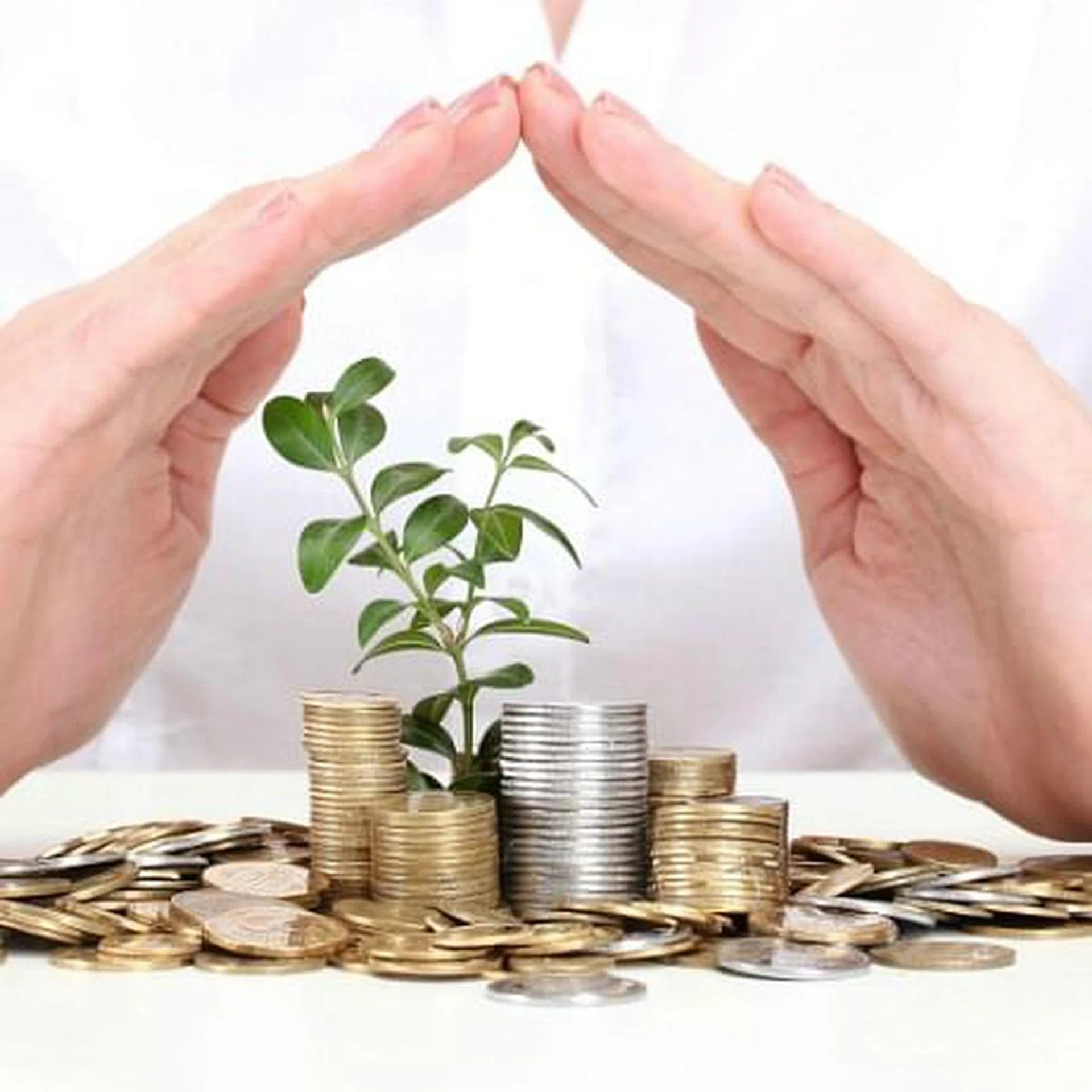 Money tree