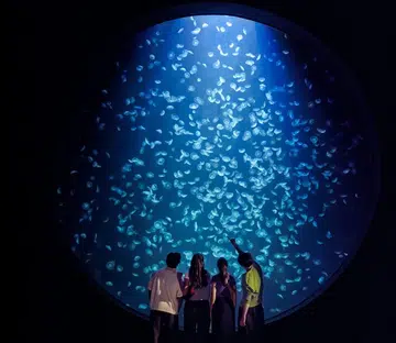 resorts-world-sentosa-sgo-sea-jellies-in-kreisel-tank