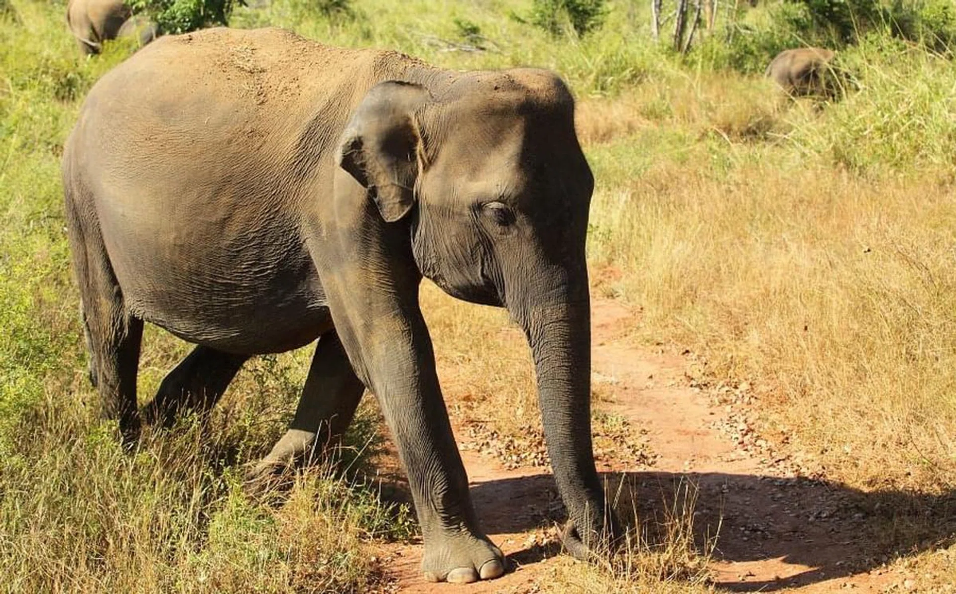 rectangle_elephant
