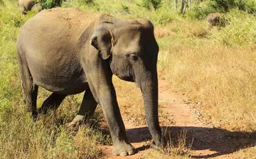 rectangle_elephant
