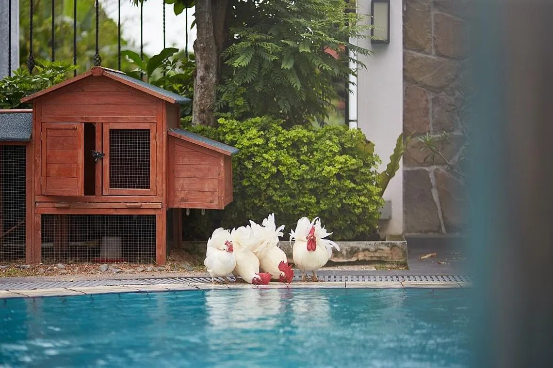 Join the flock: Why raising poultry as pets is trending in Singapore ...