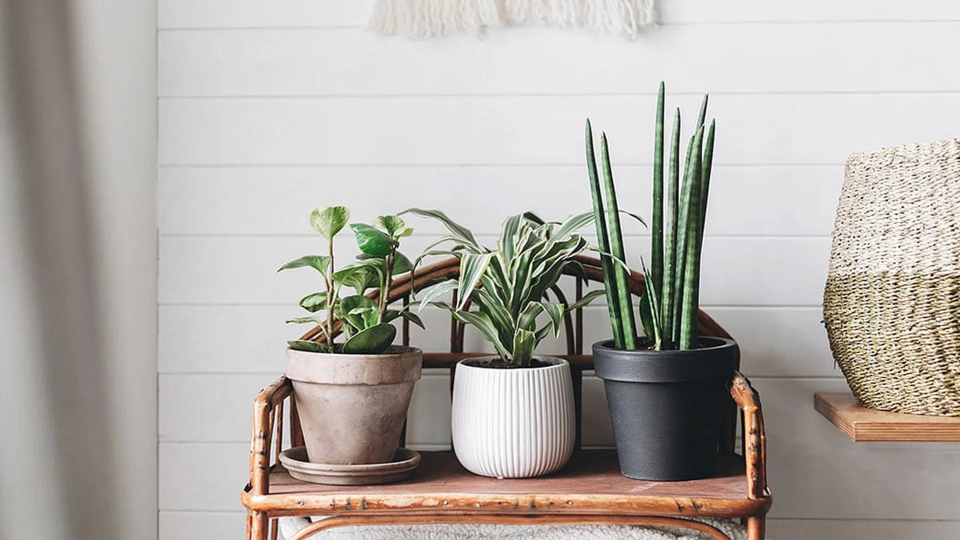 10 best house plants for the Singapore home
