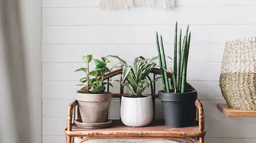 10 best house plants for the Singapore home