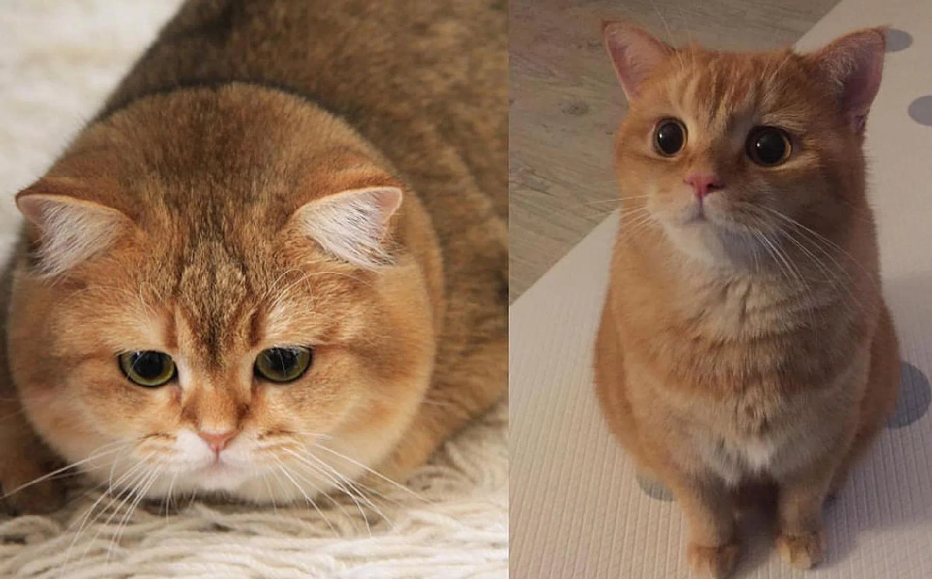 Cats of instagram