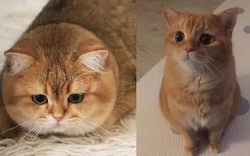 Cats of instagram