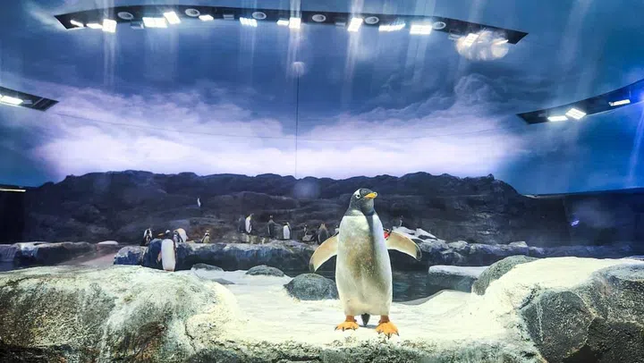 The three-storey Ocean Network Express Penguin Cove contains two saltwater tanks with a water depth of 7m. The lighting mimics the sub-Antarctic Falkland Islands and the exhibit even projects its own southern lights, or Aurora Australis. We saw adorable penguins including Gentoo, King, Humboldt and Northern Rockhopper and the kids loved seeing them waddling on the “beach”, diving into the deep water and whizzing us by.