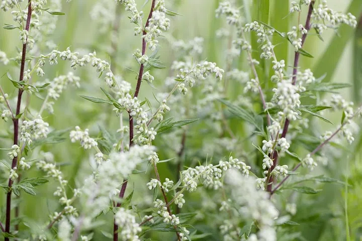 Medium to tall, somewhat hairy, tufted perennial, slightly aromatic; stems erect, often reddish or purplish, with a white pith. Leaves 1-2 pinnately-lobed, the upper unstalked, dark green above, silvery-downy beneath. Flower heads 3-4mm long, reddish-brown, yellowish or purplish, egg-shaped, unstalked, borne in panicles; lower bracts leaf-like.