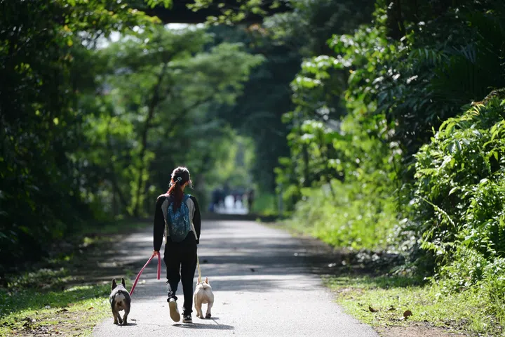 A woman walking dogs along the Rail Corridor, 2 January 2025. For stories on dogs, pets, pets health, effects of hot weather on animals, heat safety, vitamin D, walking, exercise