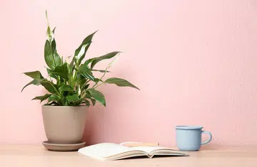 home plants garden pots singapore