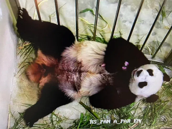 kai kai jia jia panda cub