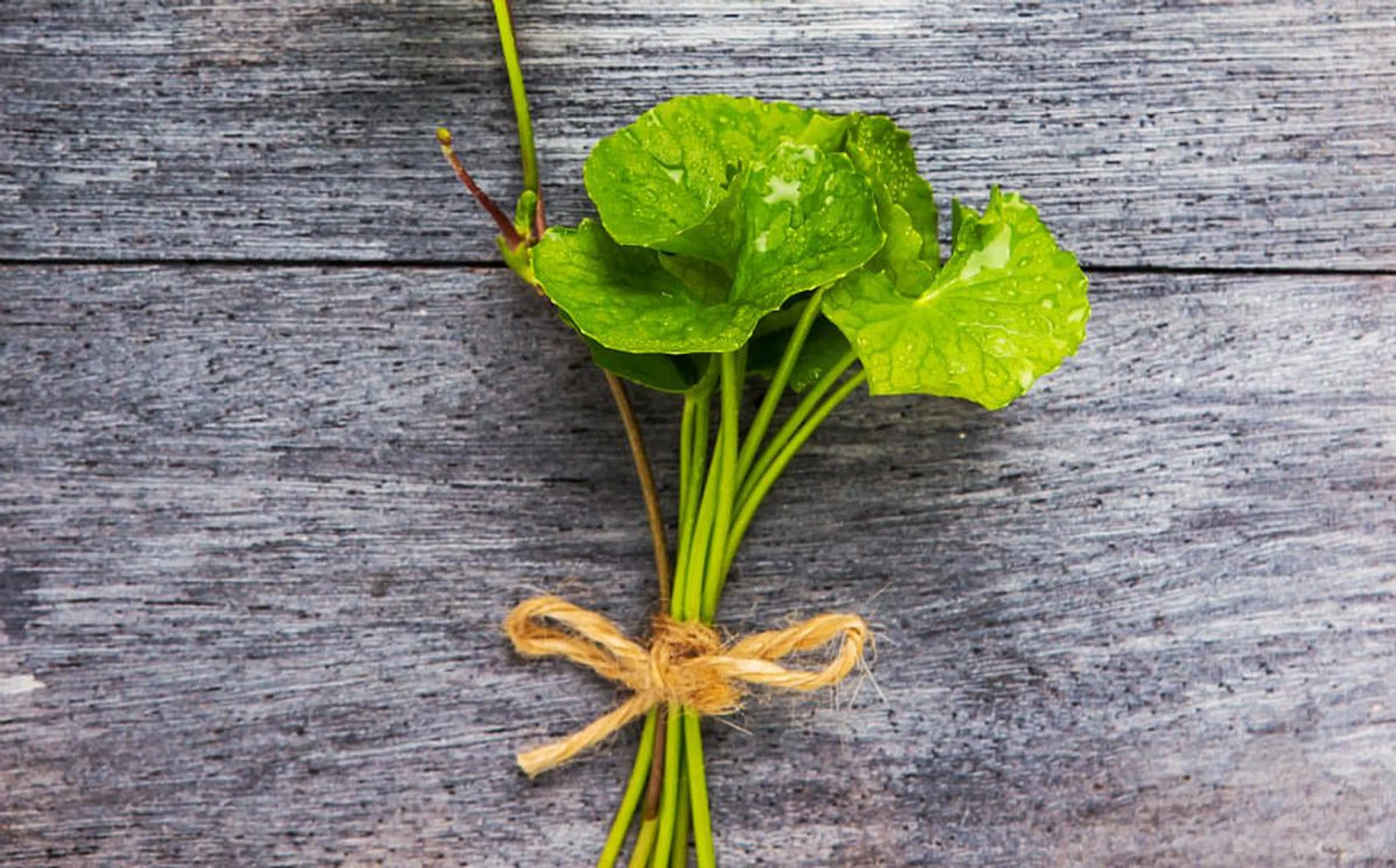 the_trending_healing_ingredient_to_know_now_900px