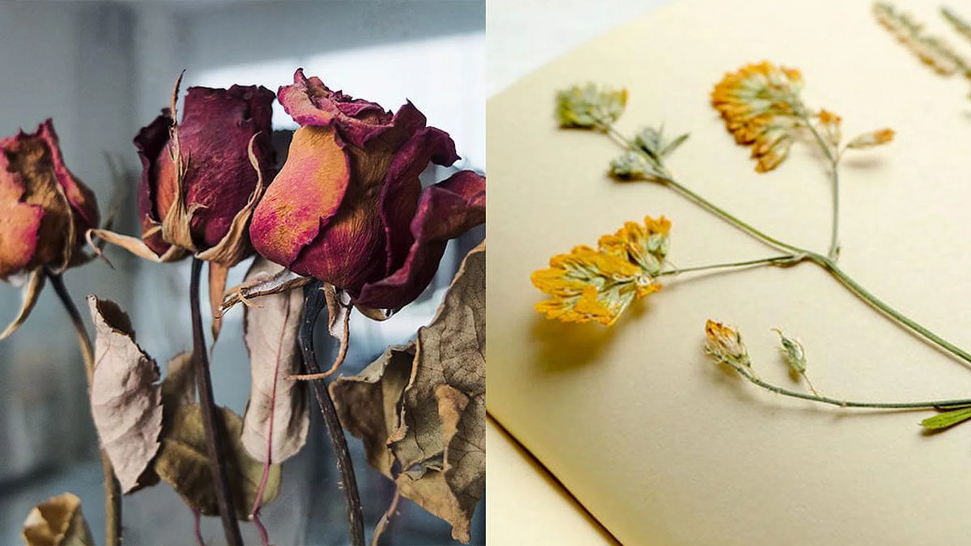 dry or preserve flowers