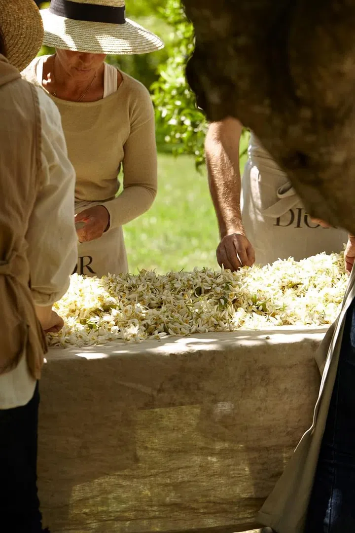Harvesting the flowers of the bitter orange tree in Provence, through which neroli – the key ingredient of J’adore Parfum d’eau – is extracted. It’s a slow and tedious process – the flowers are usually harvested by hand between April and early May. Credit: Dior