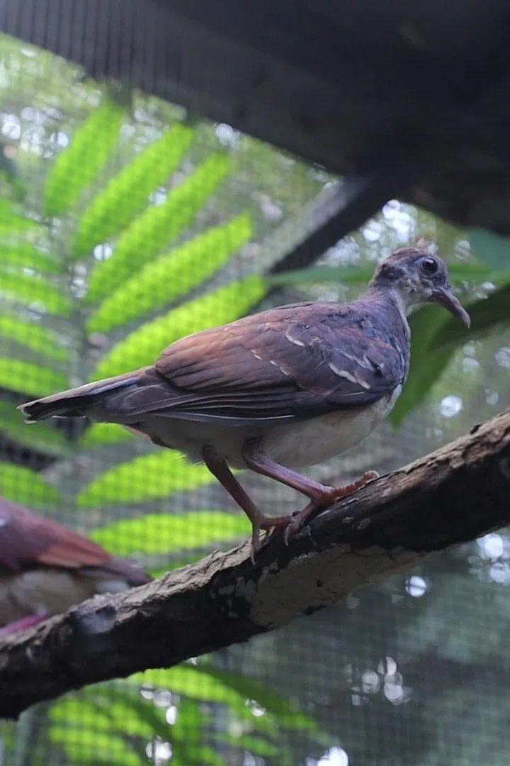 Credit: Mandai Wildlife Group  