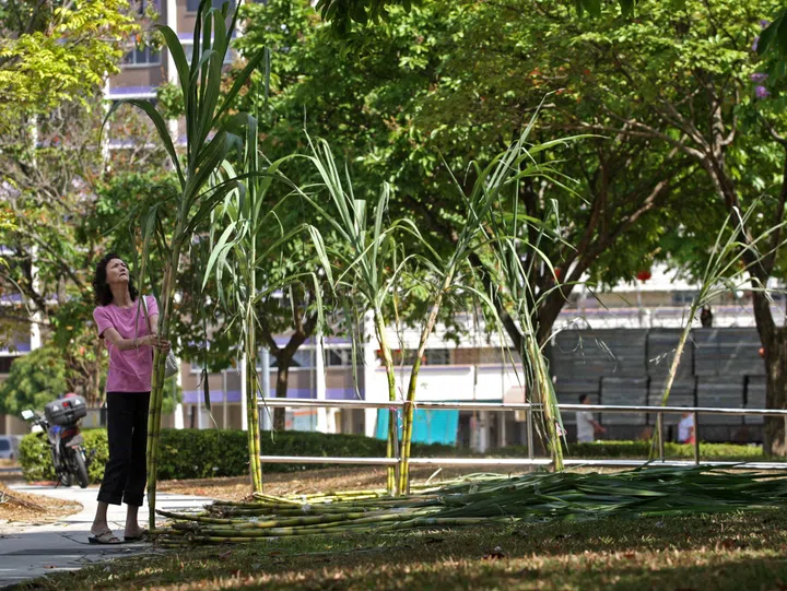 Housewife Tan Soo Cheng selecting sugarcanes to be used for her prayer offering. On the eighth and ninth day of Chinese New Year, Hokkien Taoists celebrate the Tian Gong Dan festival, offering their thanks to the Jade Emperor, whom Taoists believe to be the ruler of heaven.
