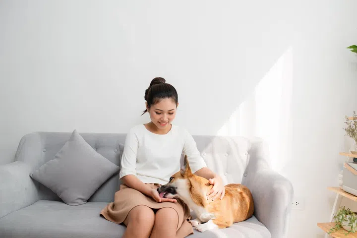Beautiful young Asian girl playing with her Corgi dog at home sitting at sofa