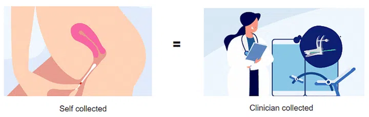 illustration showing self collected vaginal sample with swab and clinician collected cervix sample as accurate for hpv testing