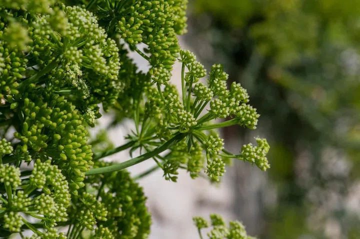 Crithmum maritimum rock samphire plant in bloom, sea fennel flowering costal aromatic edible spicy plant