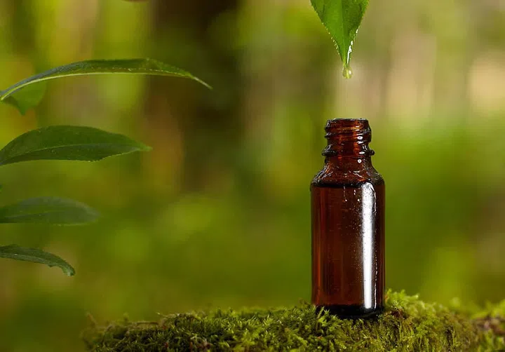 Dripping essential oil into a bottle from leaf. Natural medicines straight from nature.
