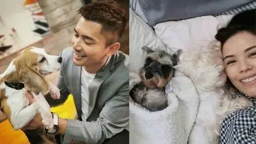 elvin-ng-zoe-tay-celebrity-pets-instagram