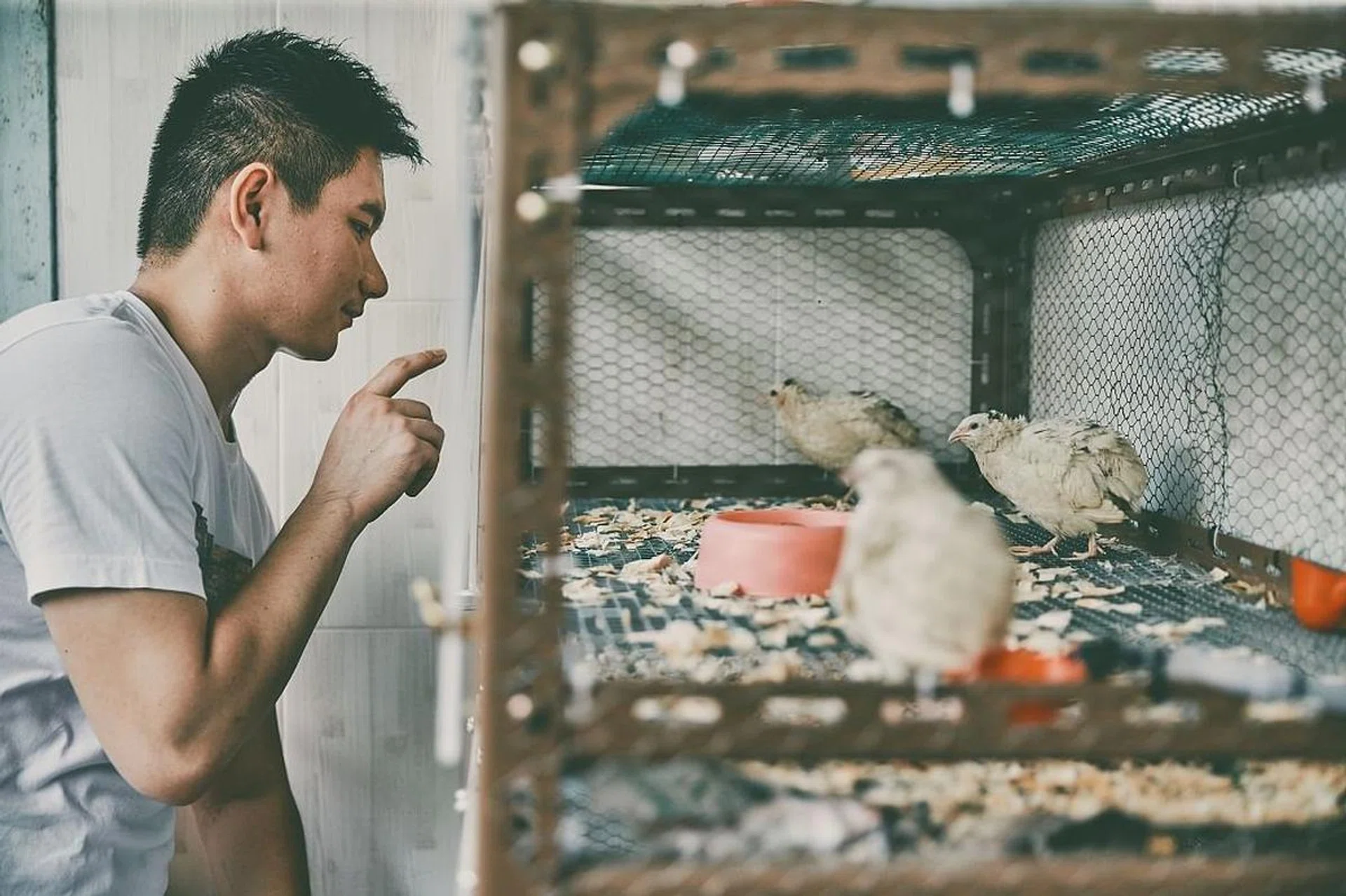 her-world-poultry-pets-quails-tan-ding-jie